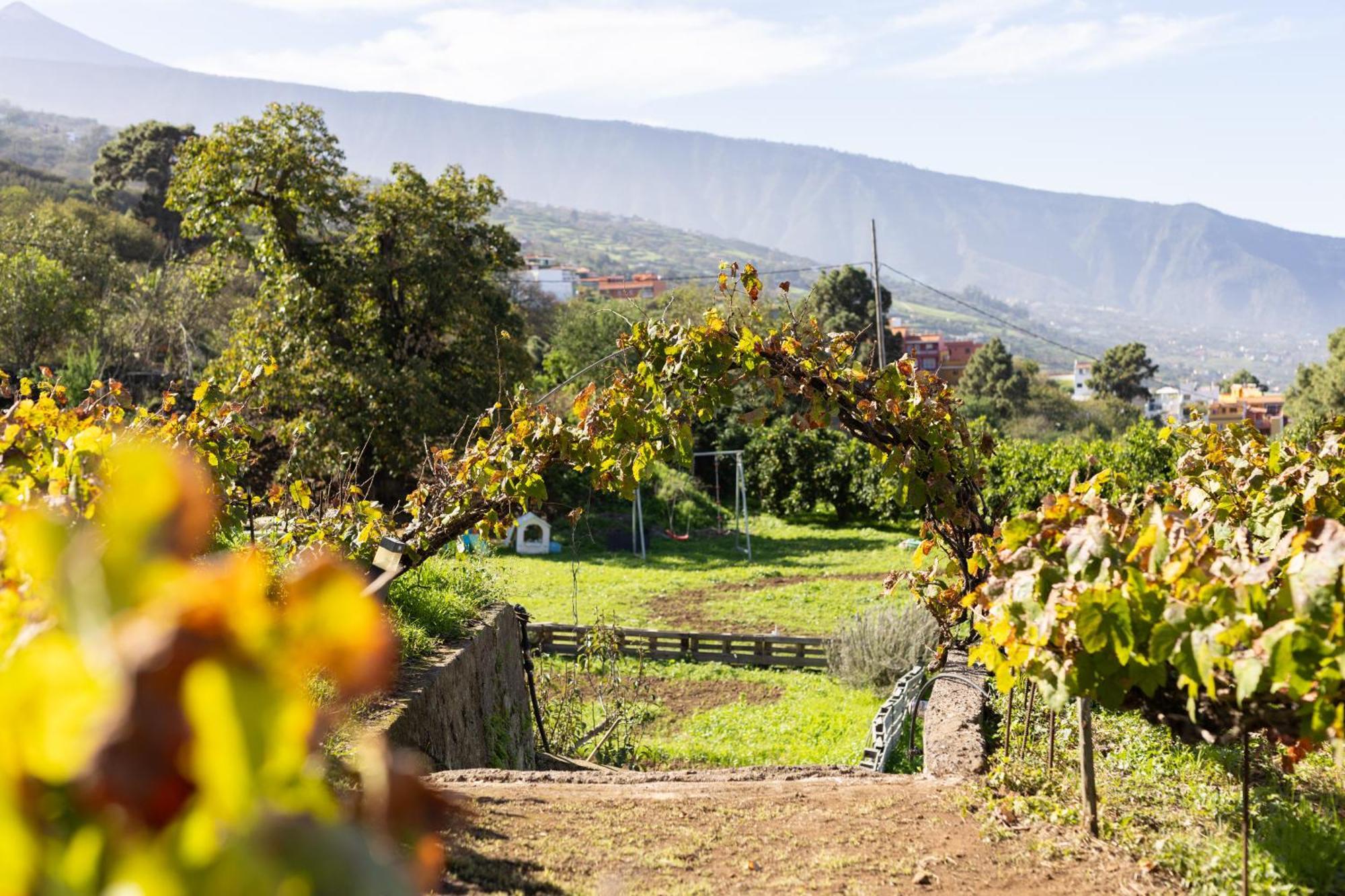 Ek Vistas El Milagro La Orotava